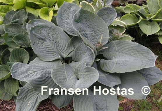 Hosta Bigga Luigi